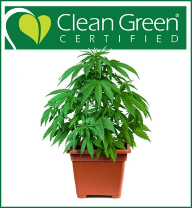 clean green certified cannabis