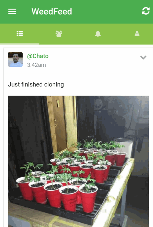 cloning cannabis