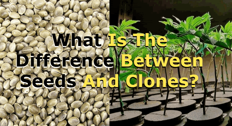 SEEDS OR CLONES FOR GROWING MARIJUANA