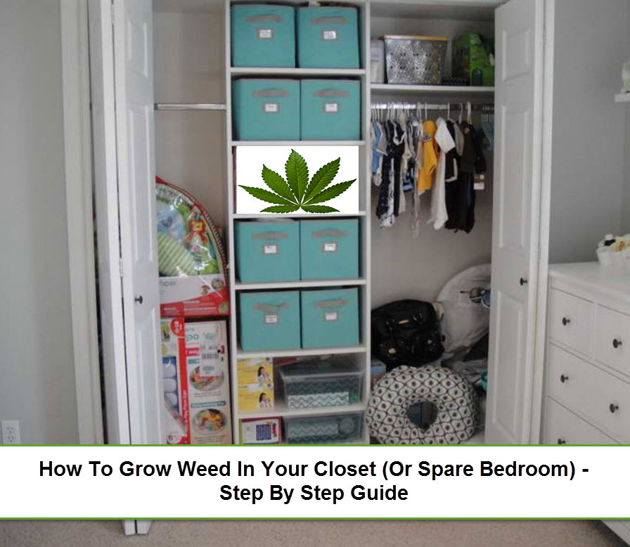 How To Grow Weed In Your Closet A Step By Step Guide