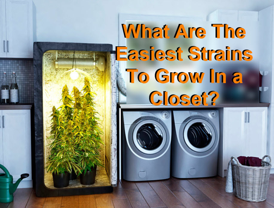 WEED STRAINS TO GROW IN THE CLOSET