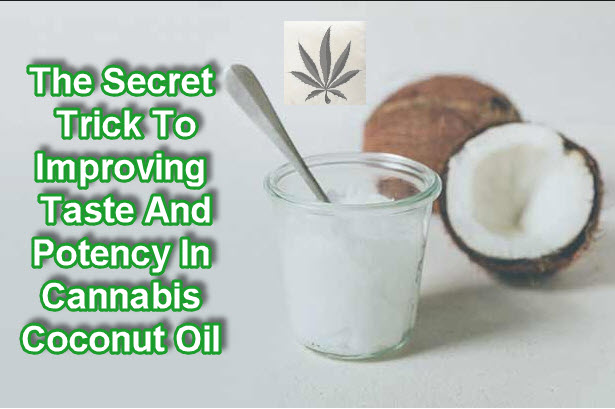 SECRET TO CANNABIS COCONUT OIL POTENCY 