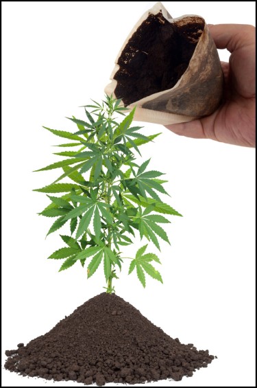 coffee grounds on cannabis plants