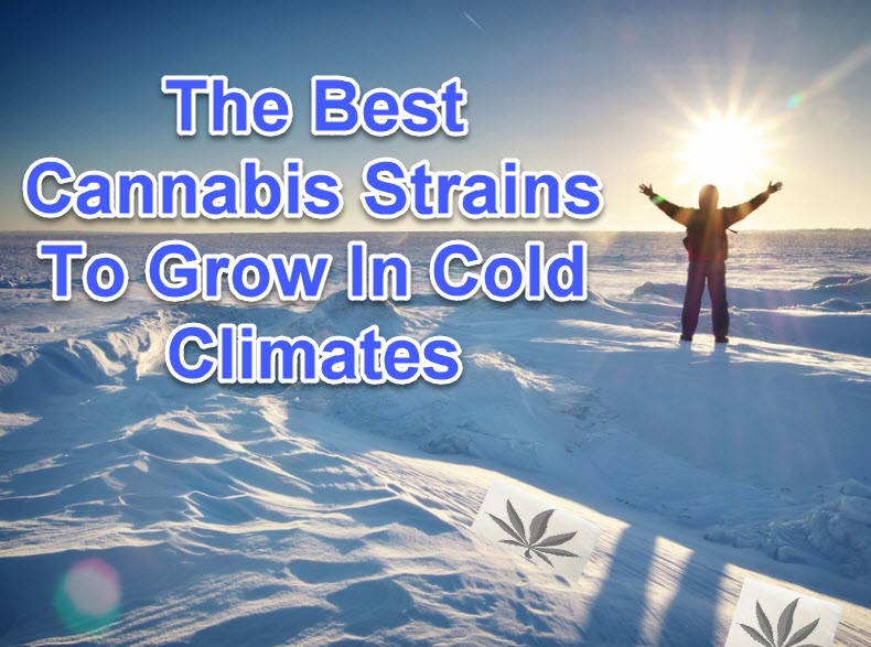 COLD WEATHER MARIJUANA STRAINS