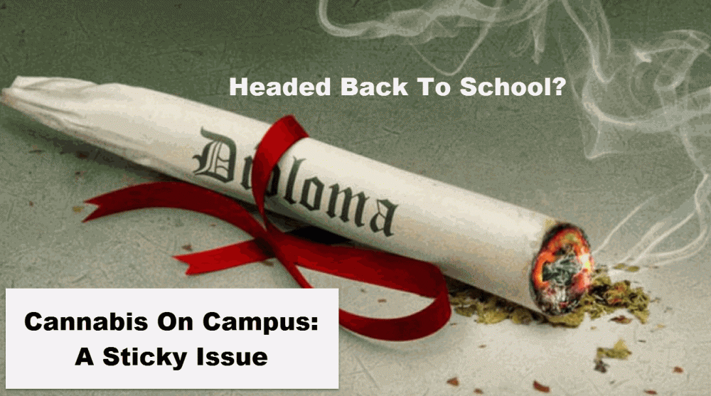 CANNABIS ON COLLEGE CAMPUSES