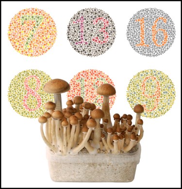 colorblind and psilocybin mushrooms