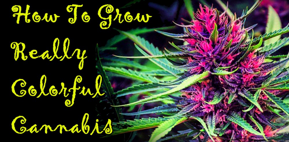 HOW TO GROW COLORFUL CANNABIS PLANTS