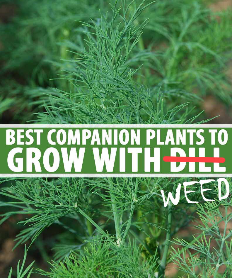 companion plants for outdoor cannabis grows