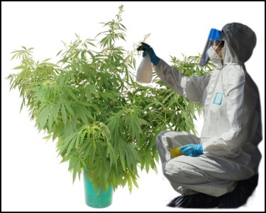 spraying cannabis testing pesticides