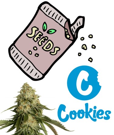 marijuana seeds from cookies