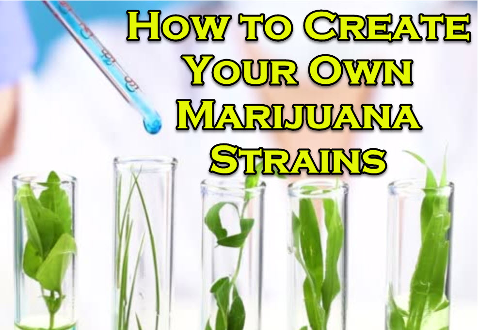 how to make your own cannabis strain
