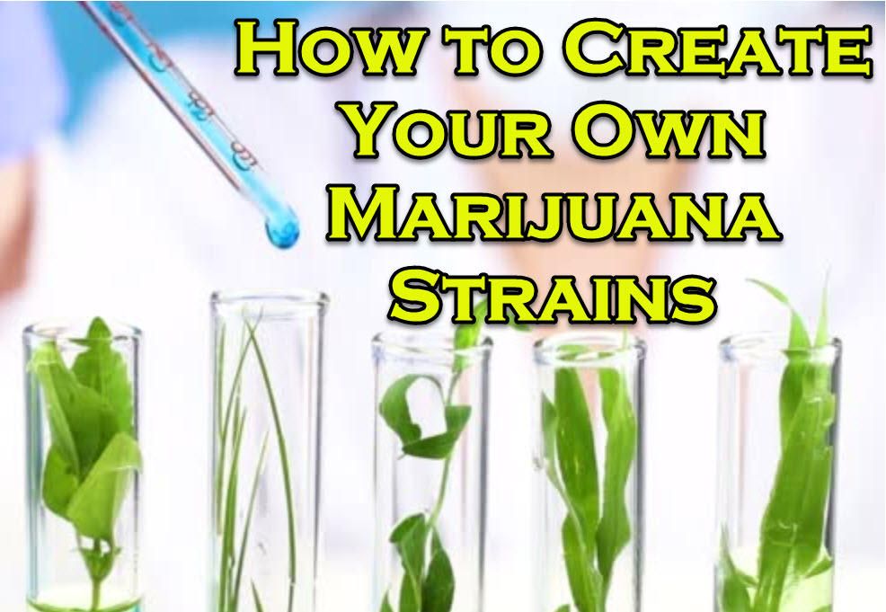 How To Create Your Own Marijuana Strains