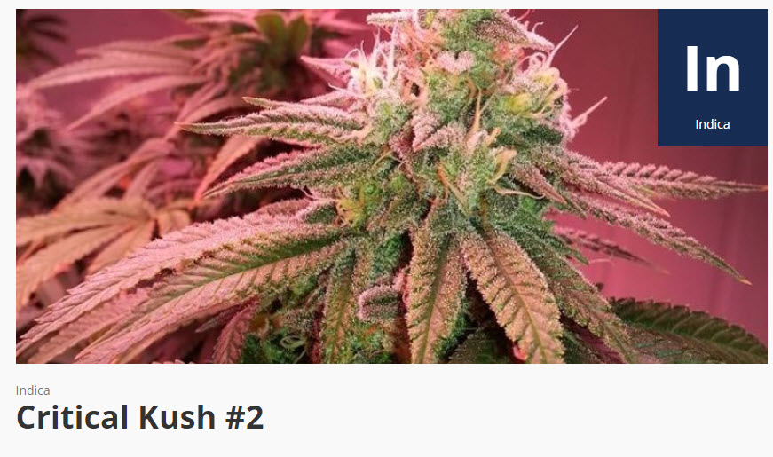 critical kush