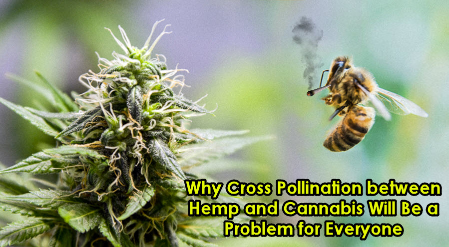 HEMP AND CANNABIS CROSS POLLINATION