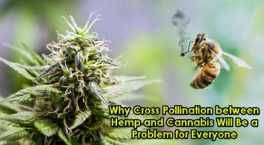 CANANBIS HEMP CROSS POLLINATION