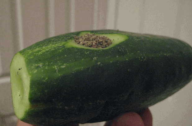 CUCUMBER PIPE