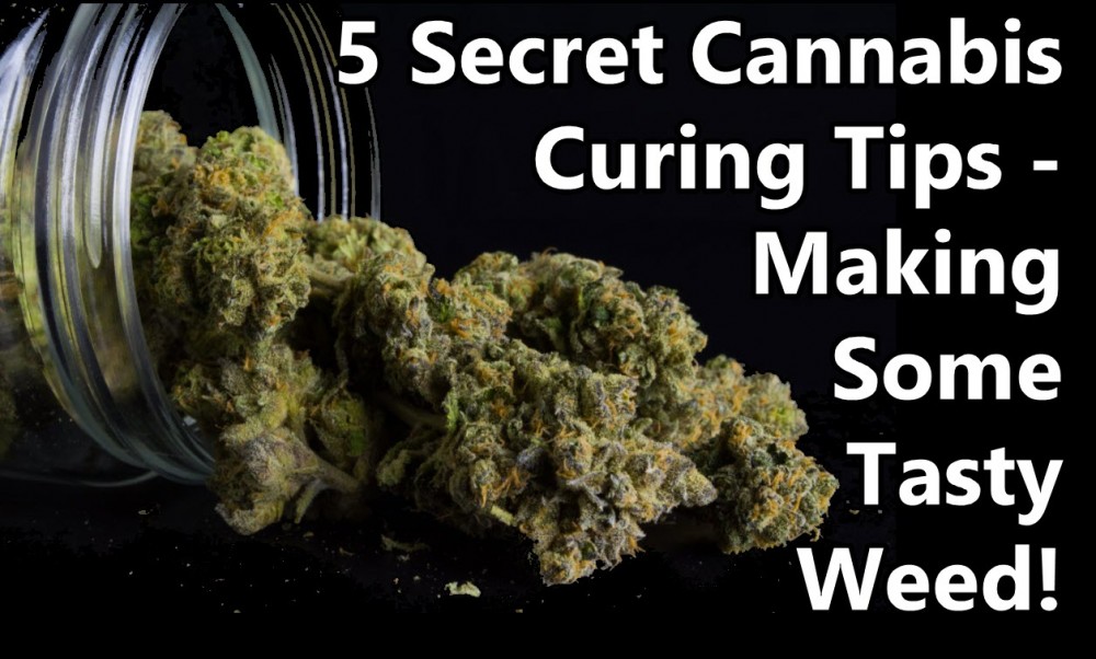 curing tips for cannabis