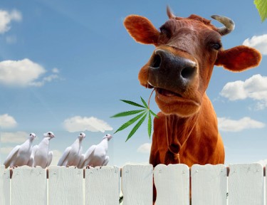 dairy cows eat hemp