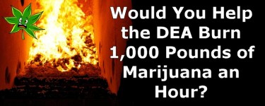 dea burning weed