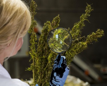 dea allows for growing marijuana research