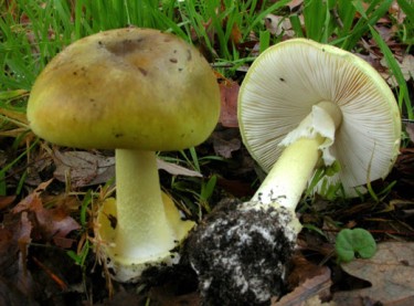 death cap mushrooms