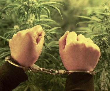 DEA ARRESTS FOR MARIJUANA JUMP