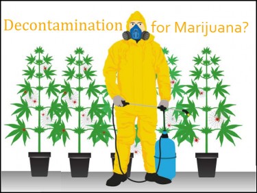 cannabis decontamination