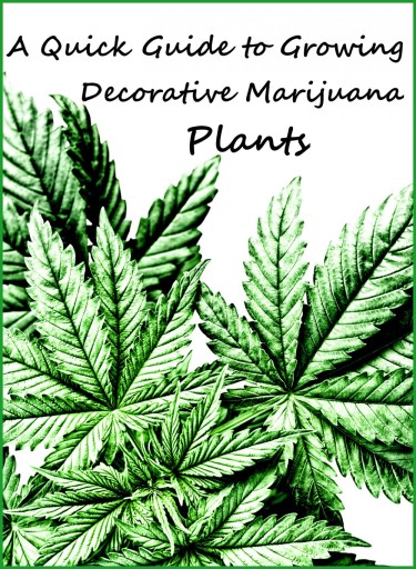 HOW TO GROW DECORATIVE MARIJUANA PLANTS