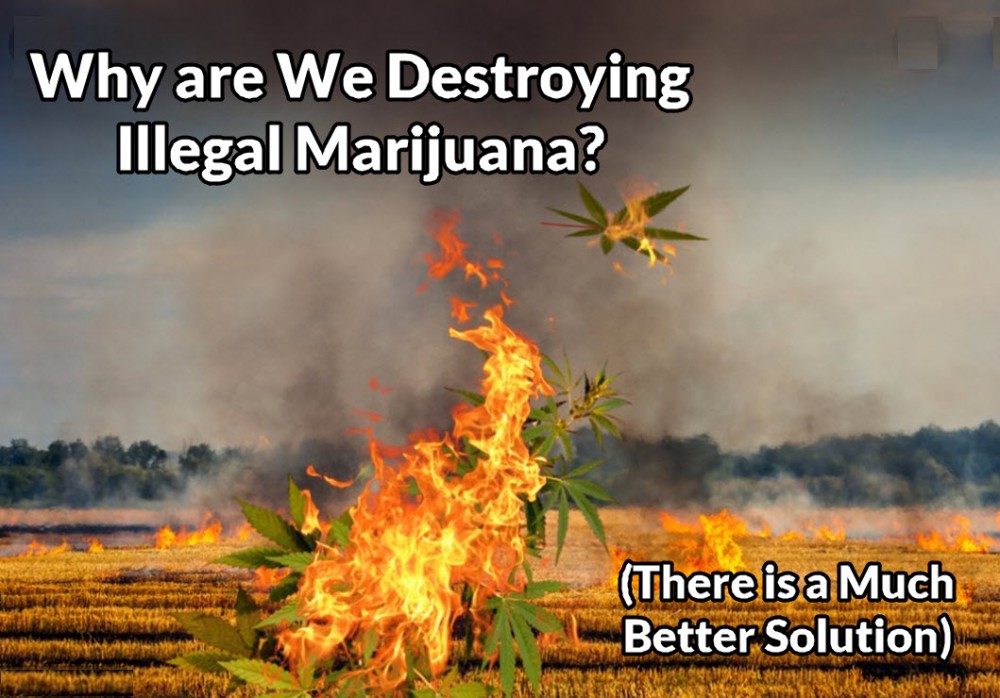 why destroy illegal marijuana