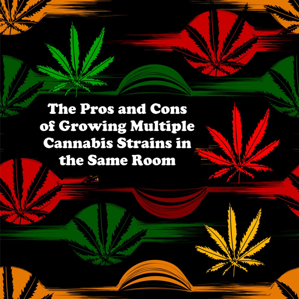 cannabis strains same room
