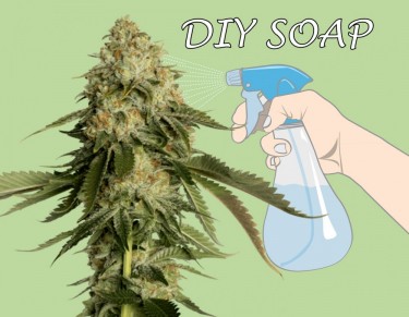 MARIJUANA PLANT SOAP