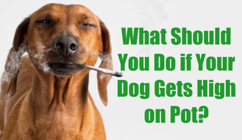 WHAT IF YOU DOG GETS HIGH IS IT DANGEROUS