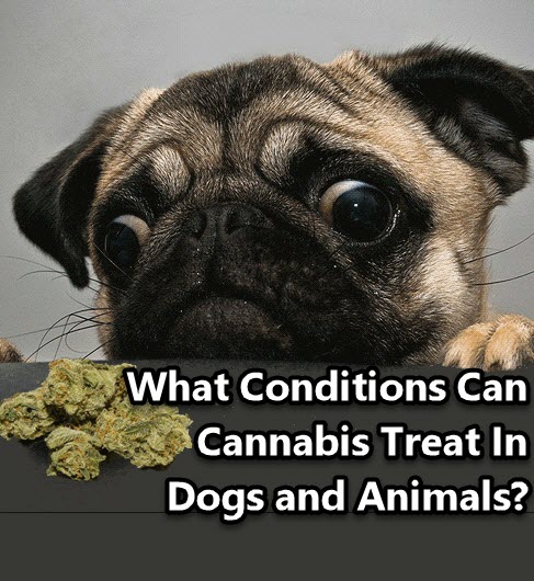 DOGS USING CANNABIS OR CBD