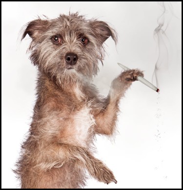 dogs smoking marijuana too much