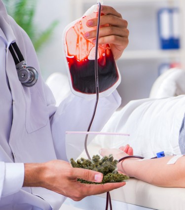 donate blood with cannabis in it