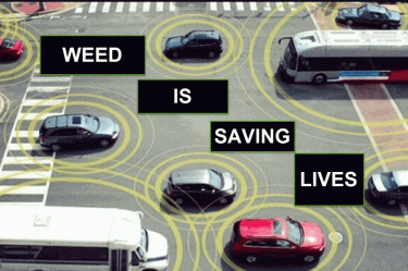 DRIVE SAFELY ON WEED