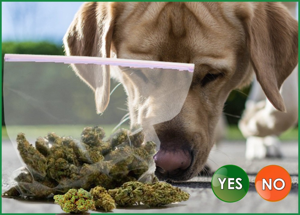 drug dog sniffing hemp or marijuana
