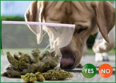 DRUG DOGS TELL DIFFERENCE BETWEEN HEMP AND WEED