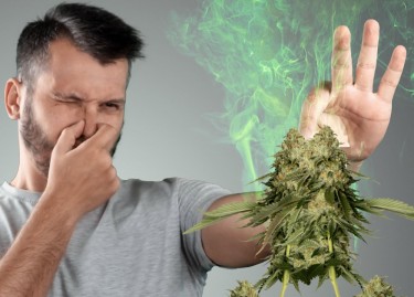 DRYING YOUR CANNABIS PLANTS AND THE SMELL