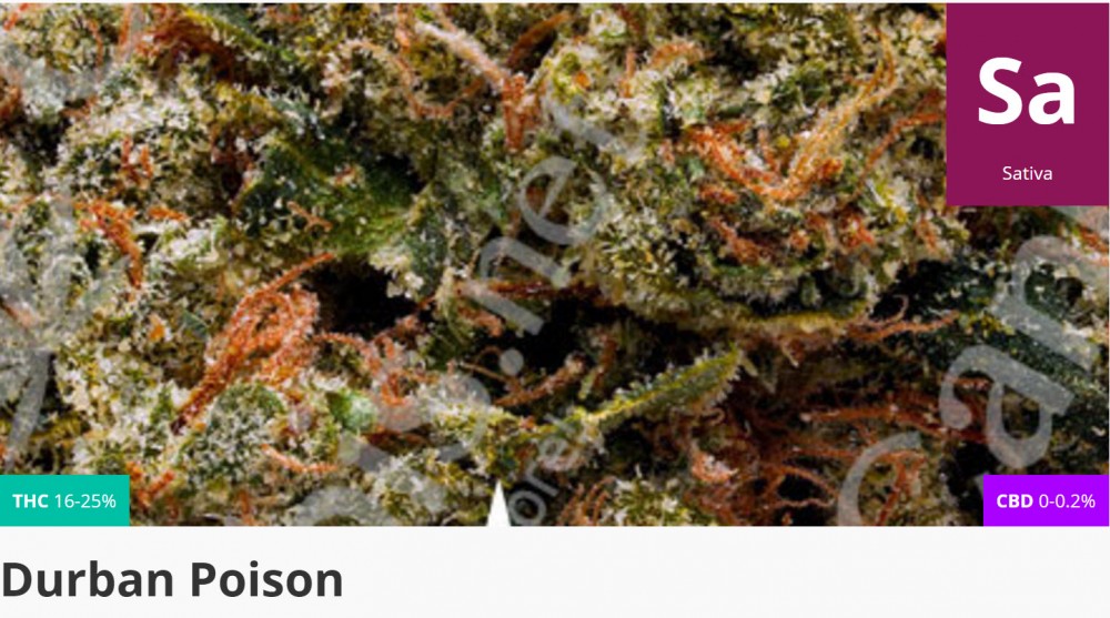 durban poison marijuana strain