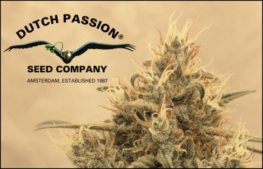 DUTCH PASSION FOR CANNABIS SEEDS EUROPE