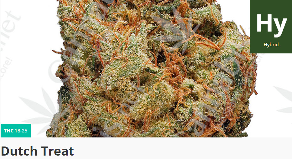 dutch treat cannabis strain