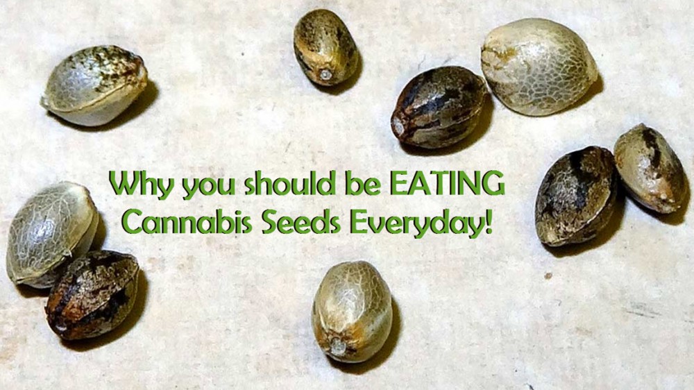 EAT CANNABIS SEEDS EVERYDAY