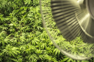efficient marijuana grow room
