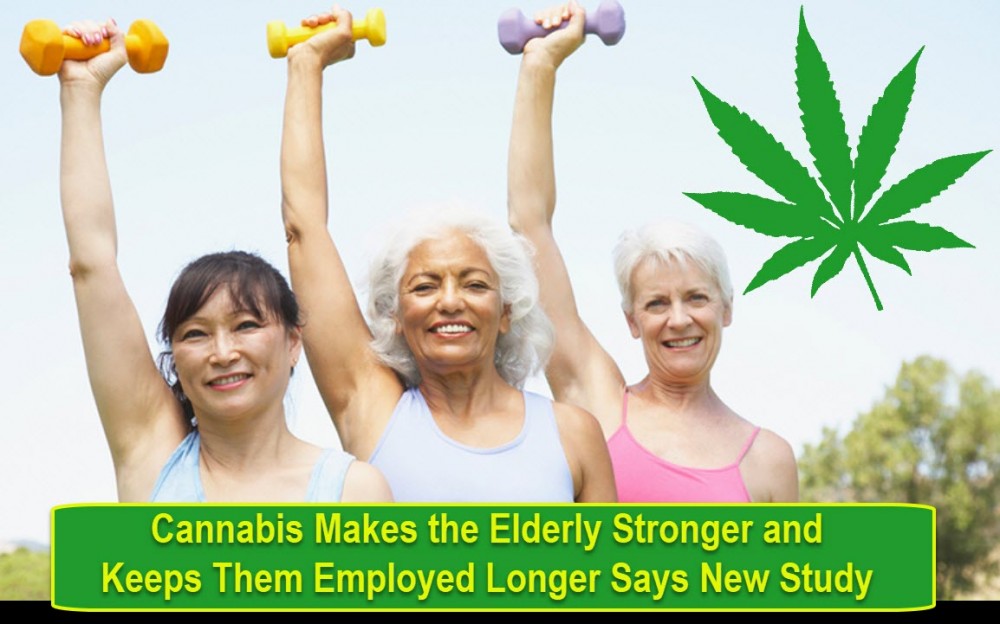 elderly cannabis users and workforce