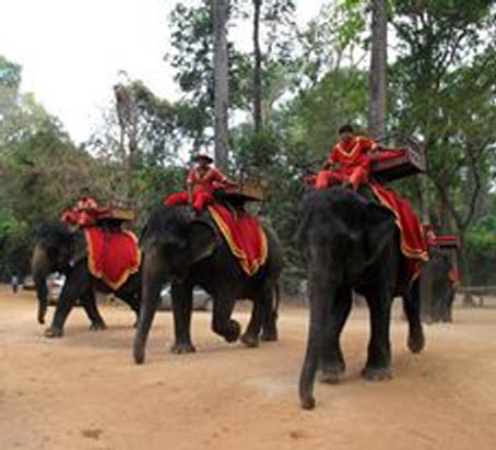 elephants in cambodia