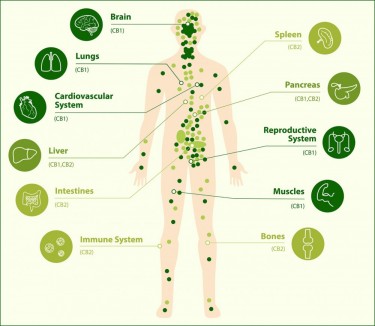 endocannabinoid system deficient