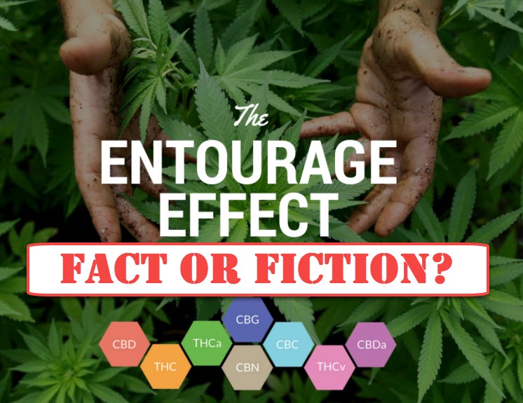 WHAT IS THE MARIJUANA ENTOURAGE EFFECT