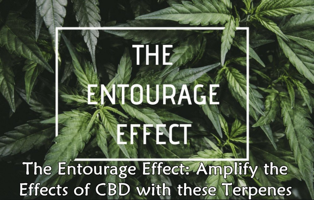 ENTOURAGE EFFECTS CBD