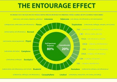 entourage effect in hemp